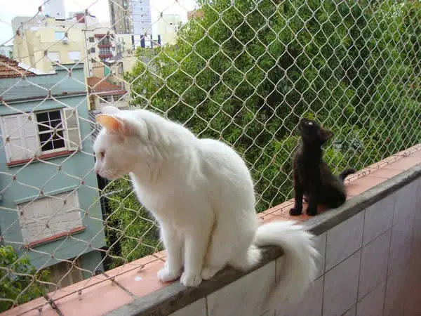 Redes de Proteção para Gato Imagem