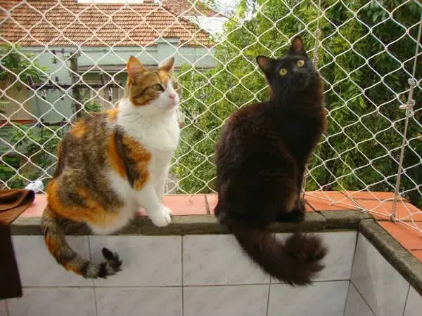 Redes de Proteção para Gato Imagem